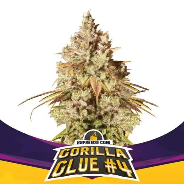 Gorilla Glue N°4 Fem -Bsf (X100/X12/X7/X4/X2) 2