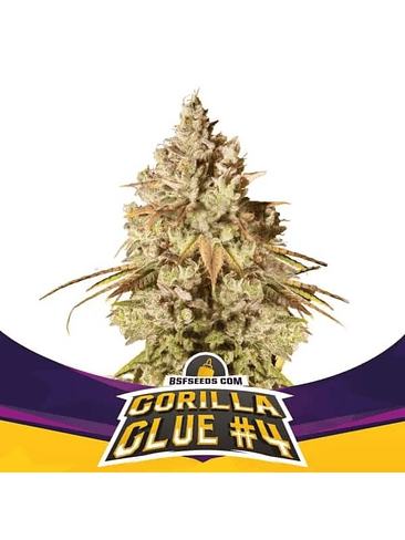 Gorilla Glue N°4 Fem -Bsf (X100/X12/X7/X4/X2) 2