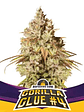 Gorilla Glue N°4 Fem -Bsf (X100/X12/X7/X4/X2) - Miniatura 2
