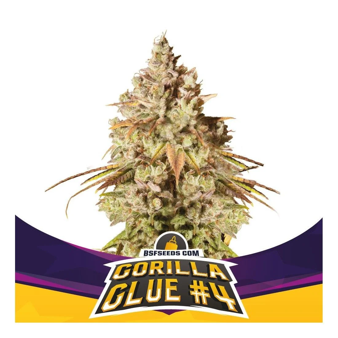 Gorilla Glue N°4 Fem -Bsf (X100/X12/X7/X4/X2) 3