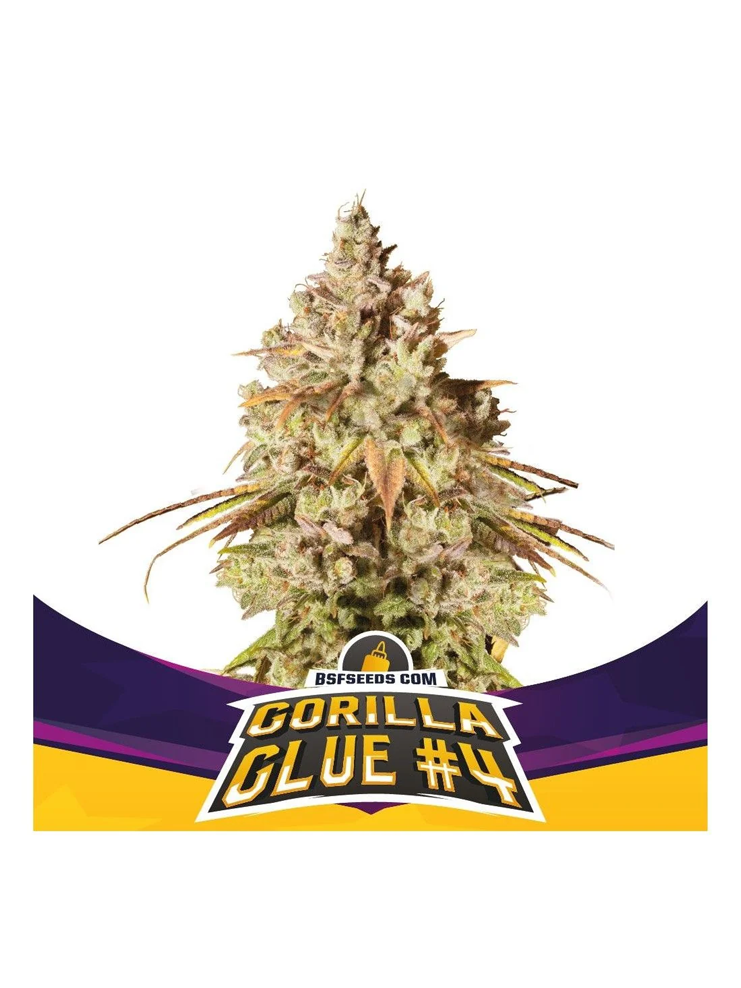 Gorilla Glue N°4 Fem -Bsf (X100/X12/X7/X4/X2) 3