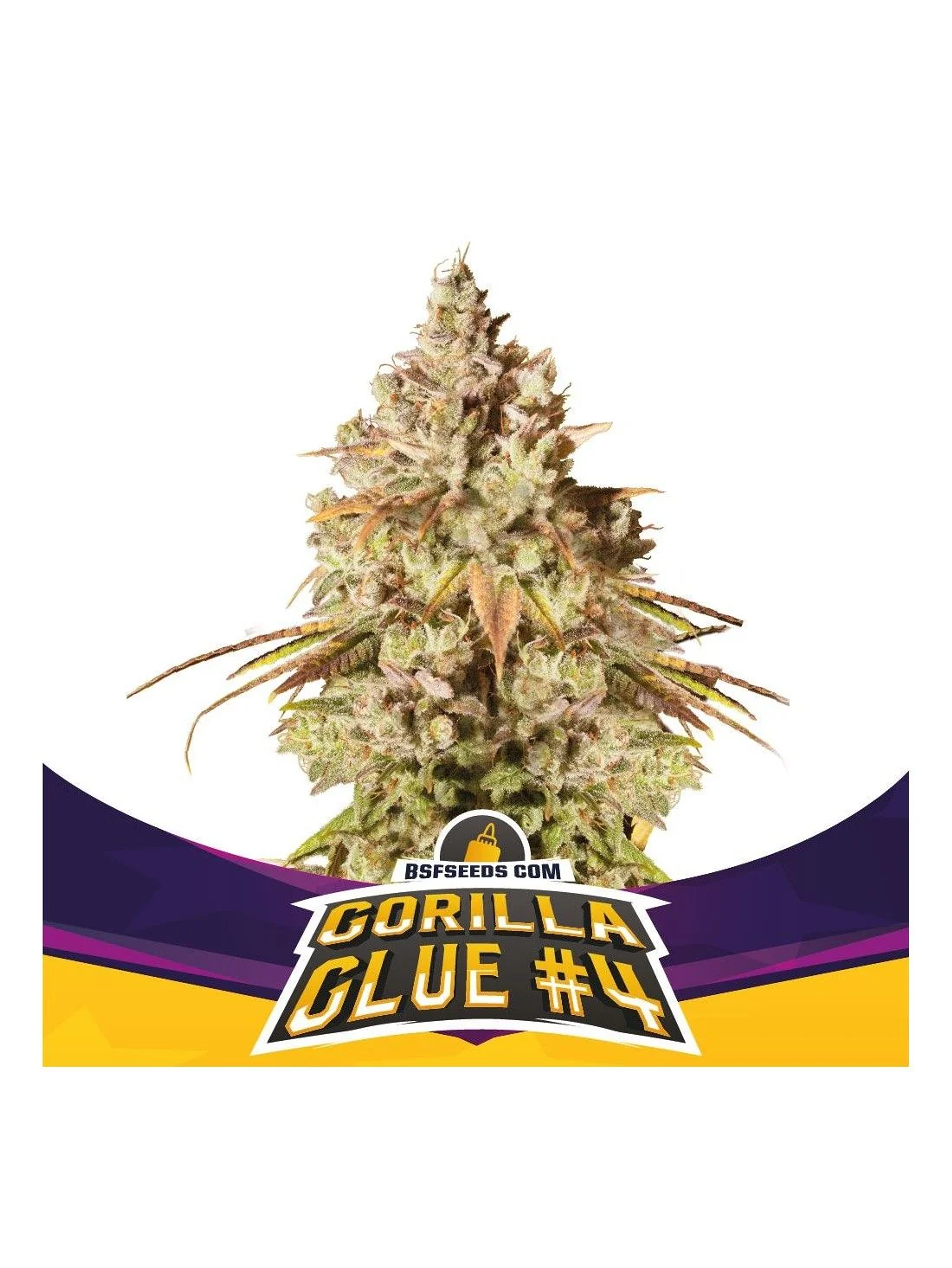 Gorilla Glue N°4 Fem -Bsf (X100/X12/X7/X4/X2) 3