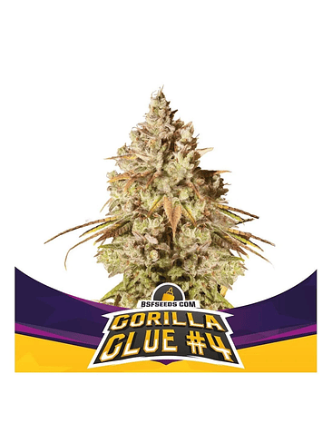 Gorilla Glue N°4 Fem -Bsf (X100/X12/X7/X4/X2) 3