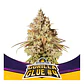 Gorilla Glue N°4 Fem -Bsf (X100/X12/X7/X4/X2) - Miniatura 3