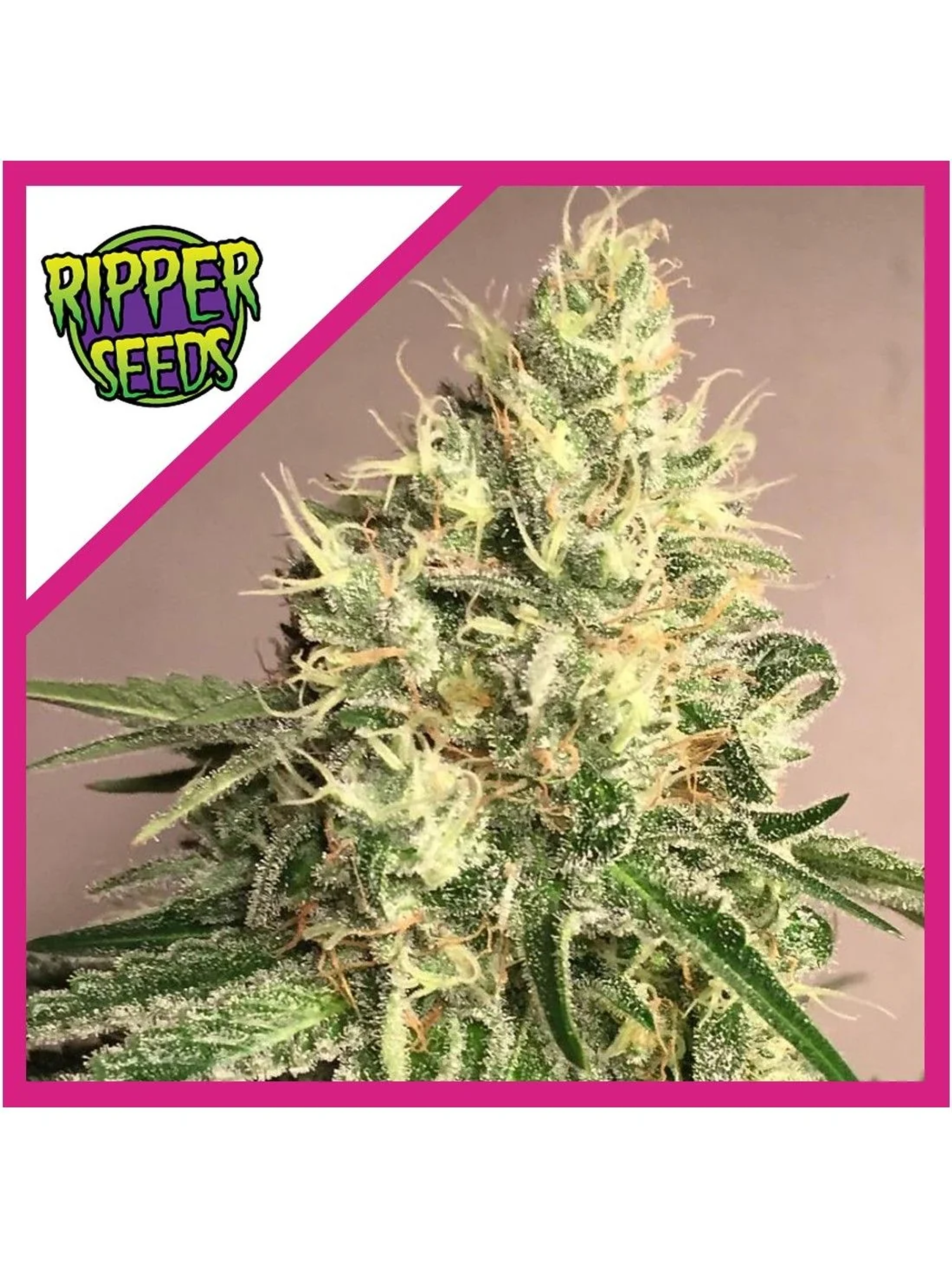 Washing Machine Fem -Ripper Seeds (X3/X1) 4