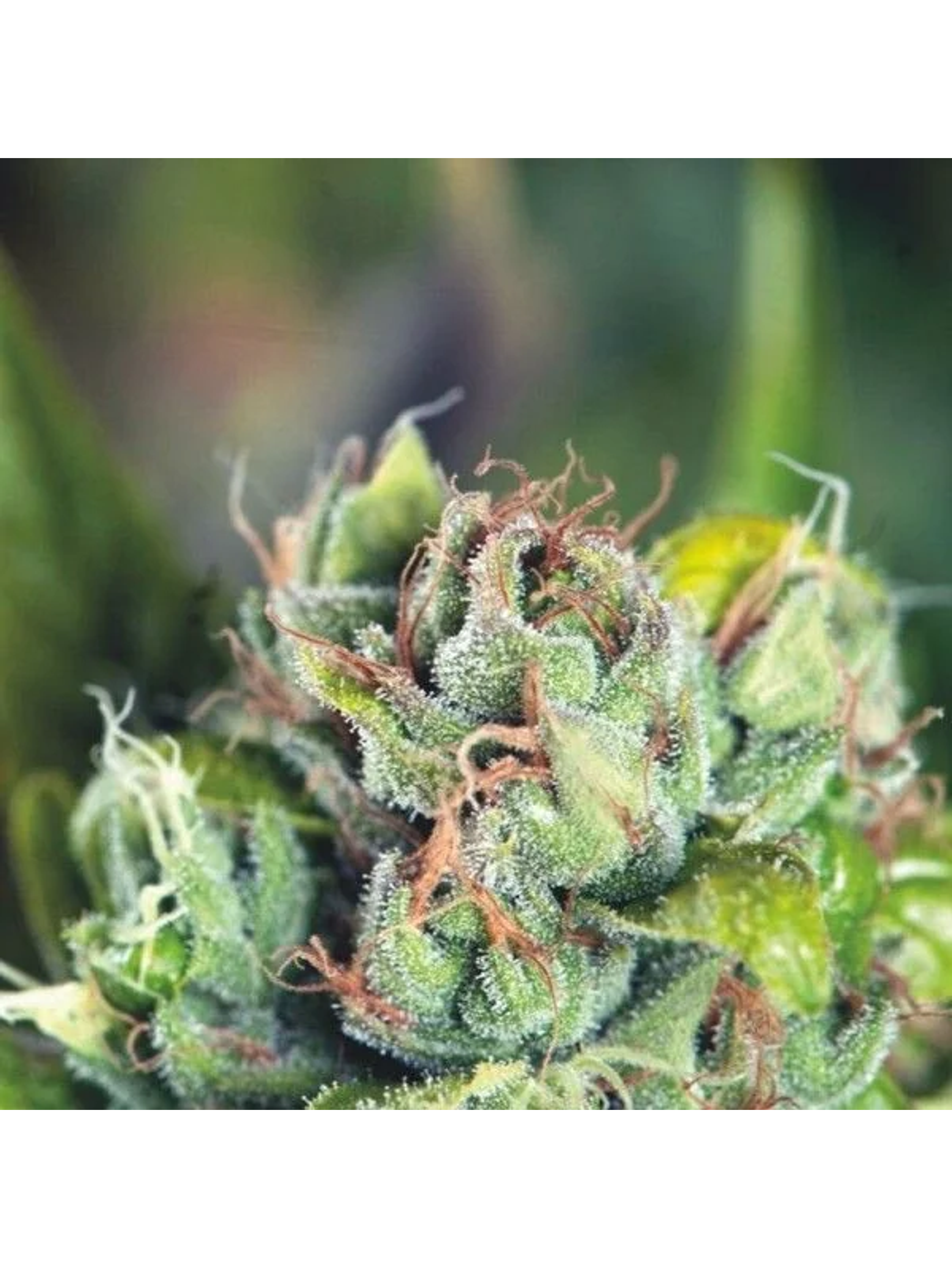 Tahoe Cure Fem -Pyramid Seeds (X5+2/X3+1) 2