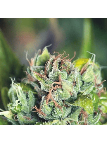 Tahoe Cure  Fem X5+2-Pyramid Seeds 2