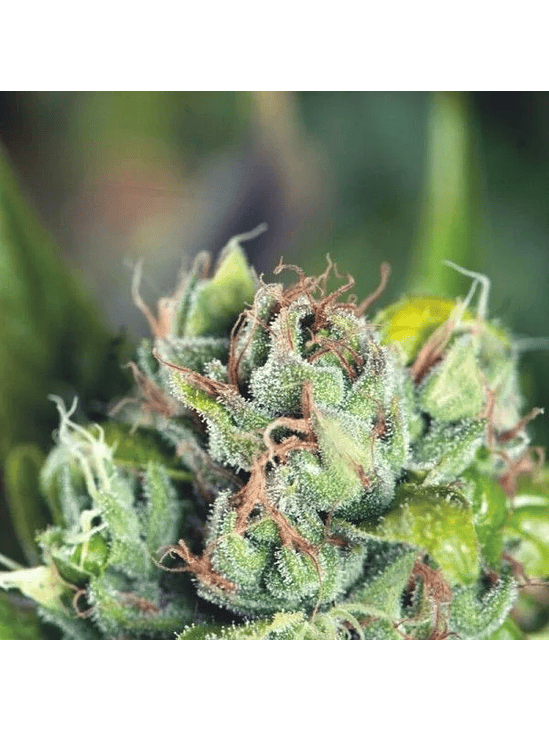 Tahoe Cure  Fem X5+2-Pyramid Seeds 2