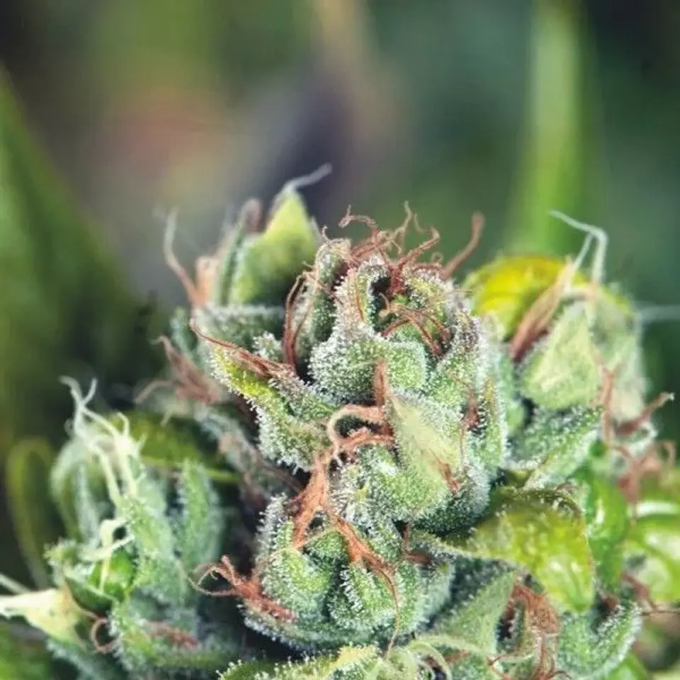 Tahoe Cure Fem -Pyramid Seeds (X5+2/X3+1) 2