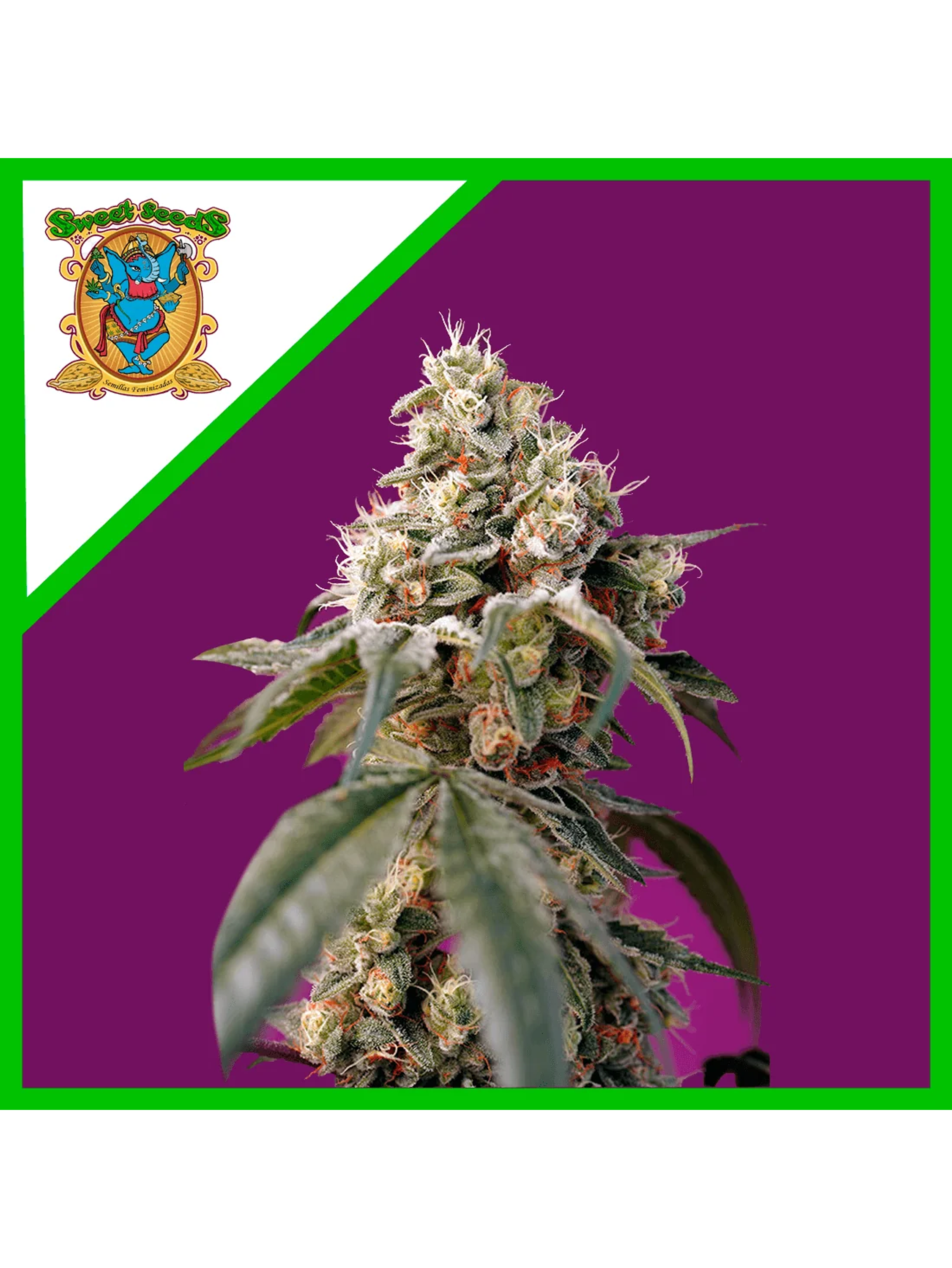 Bruce Banner Auto® -Sweet Seeds (X25/X5+2/X3+1) 3