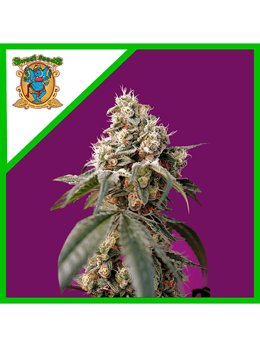 Bruce Banner Auto® X25-Sweet Seeds 3