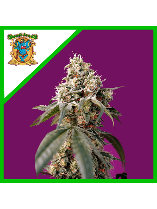 Bruce Banner Auto® X25-Sweet Seeds 3