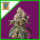 Bruce Banner Auto® -Sweet Seeds (X25/X5+2/X3+1) - Miniatura 3