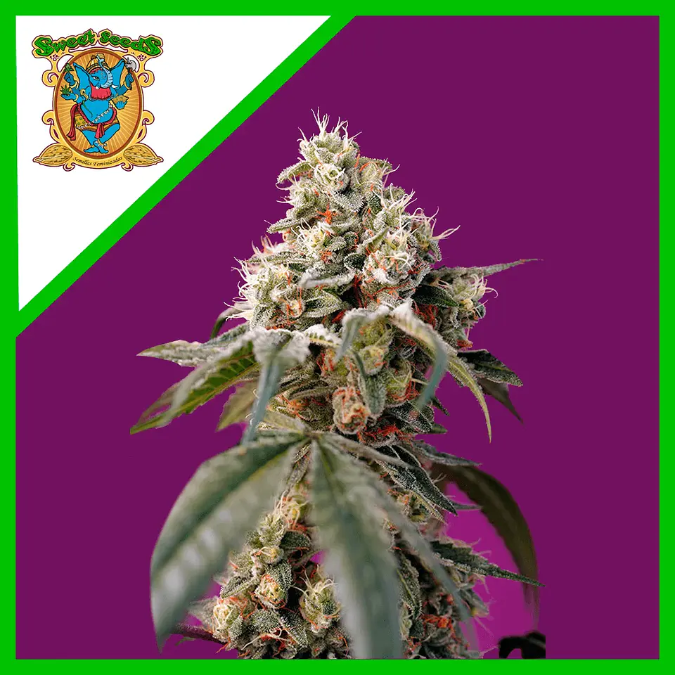 Bruce Banner Auto® -Sweet Seeds (X25/X5+2/X3+1) 3