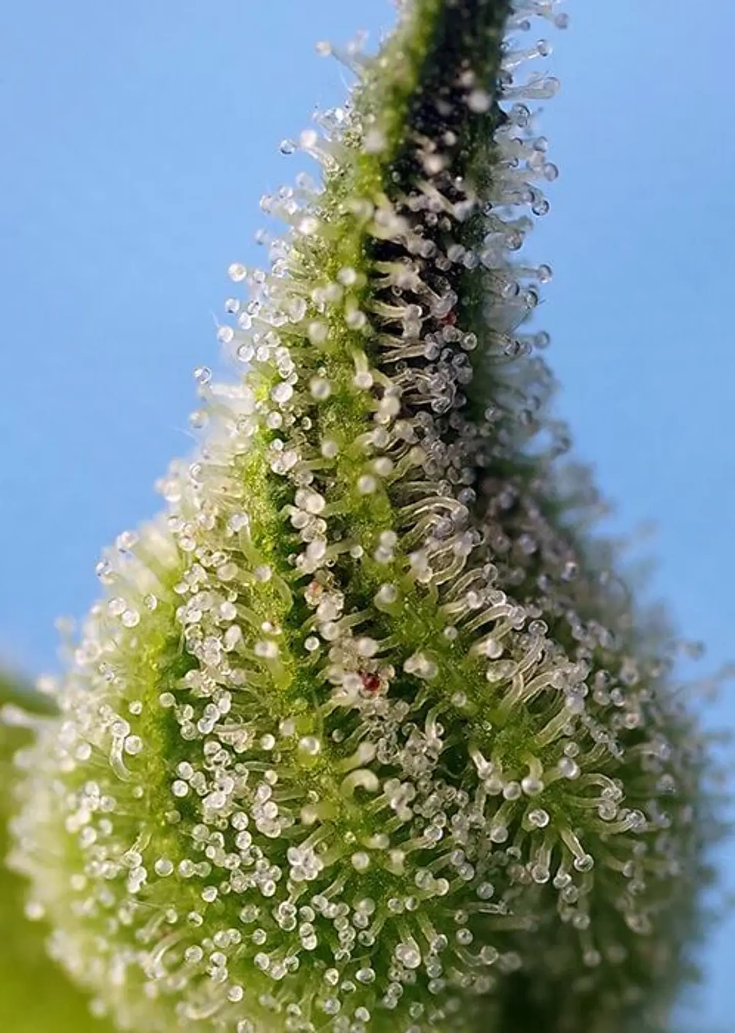 Bruce Banner Auto® -Sweet Seeds (X25/X5+2/X3+1) 4