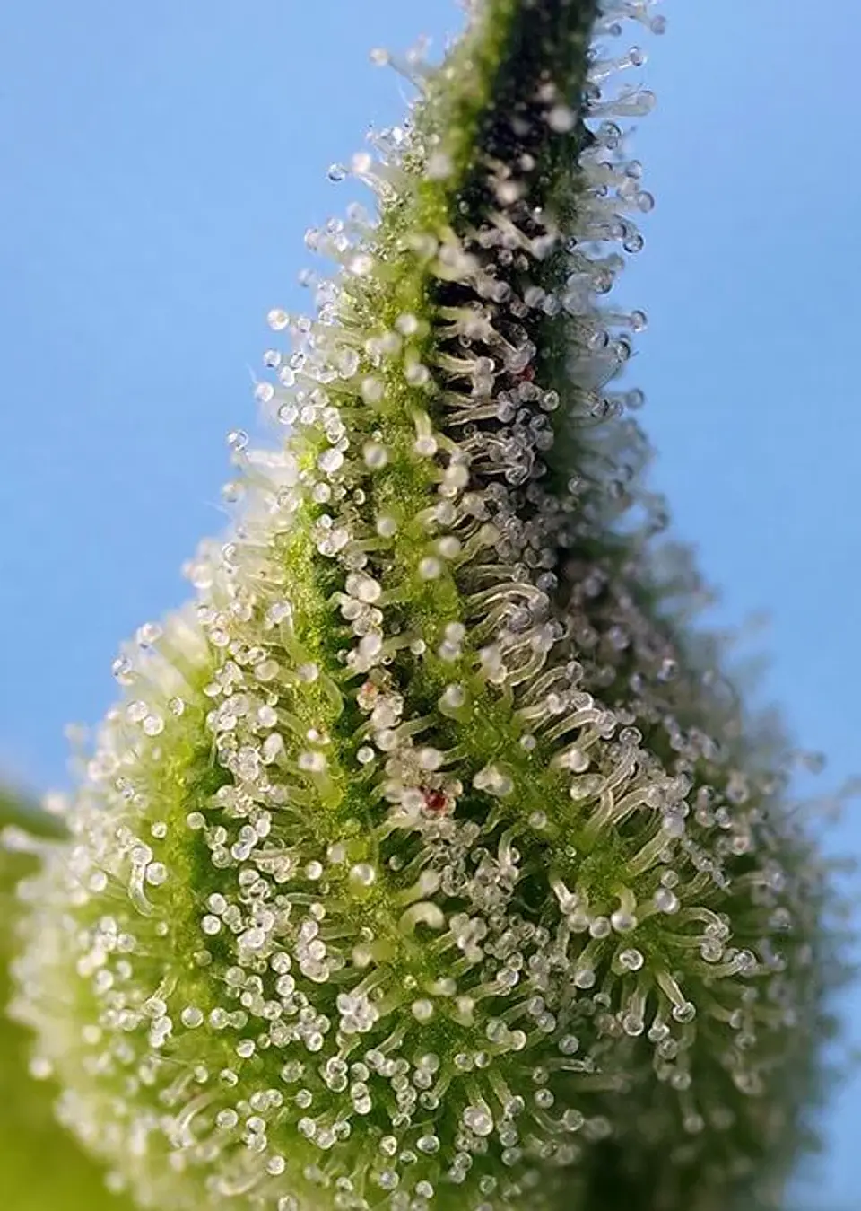 Bruce Banner Auto® -Sweet Seeds (X25/X5+2/X3+1) 4