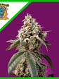 Bruce Banner Auto® X25-Sweet Seeds - Miniatura 6