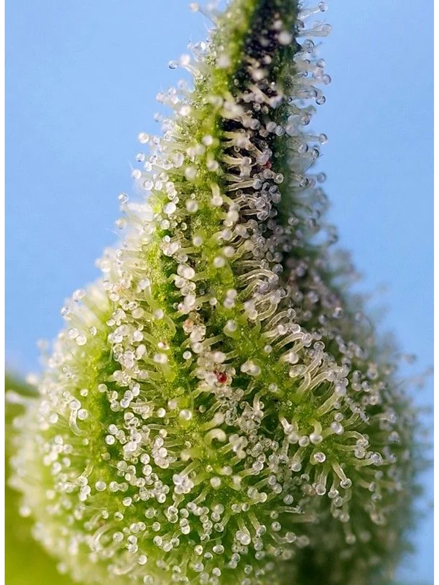 Bruce Banner Auto® -Sweet Seeds (X25/X5+2/X3+1) 7