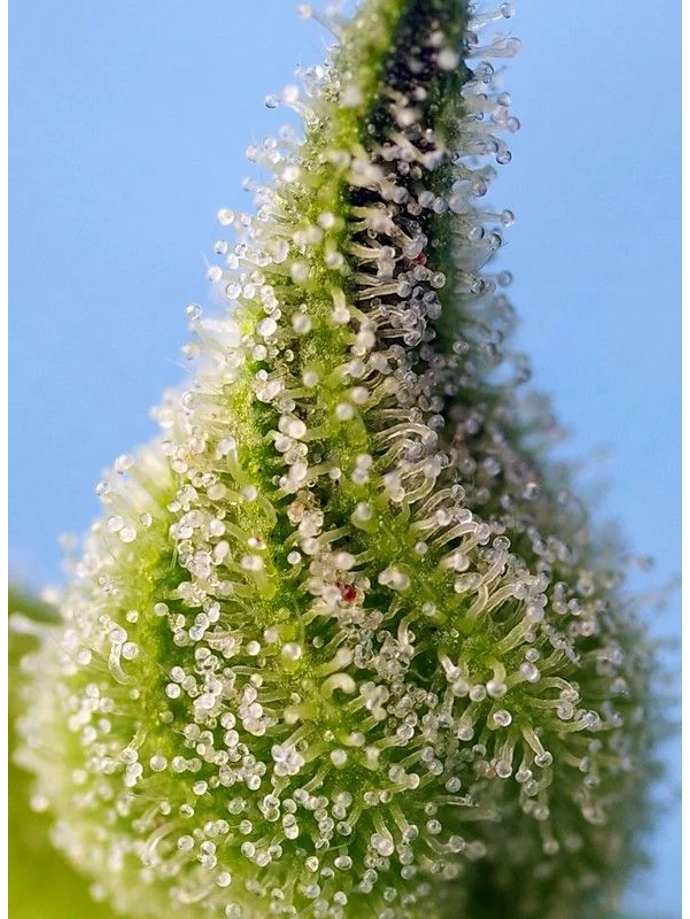 Bruce Banner Auto® -Sweet Seeds (X25/X5+2/X3+1) 7