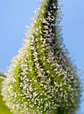 Bruce Banner Auto® -Sweet Seeds (X25/X5+2/X3+1) - Miniatura 7