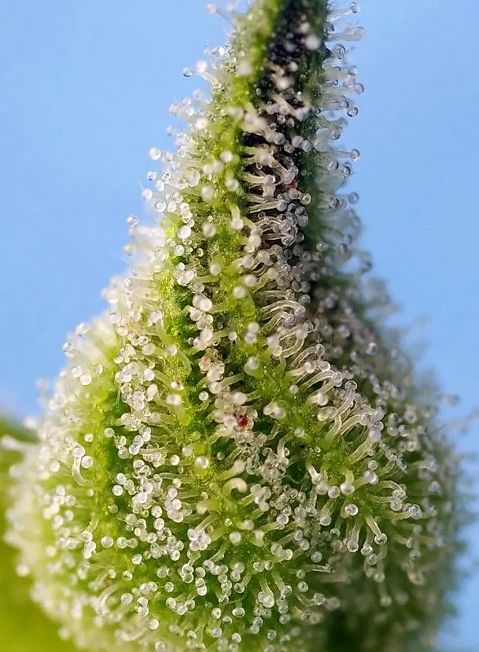 Bruce Banner Auto® -Sweet Seeds (X25/X5+2/X3+1) 7