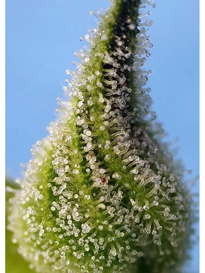 Bruce Banner Auto® -Sweet Seeds (X25/X5+2/X3+1) 5