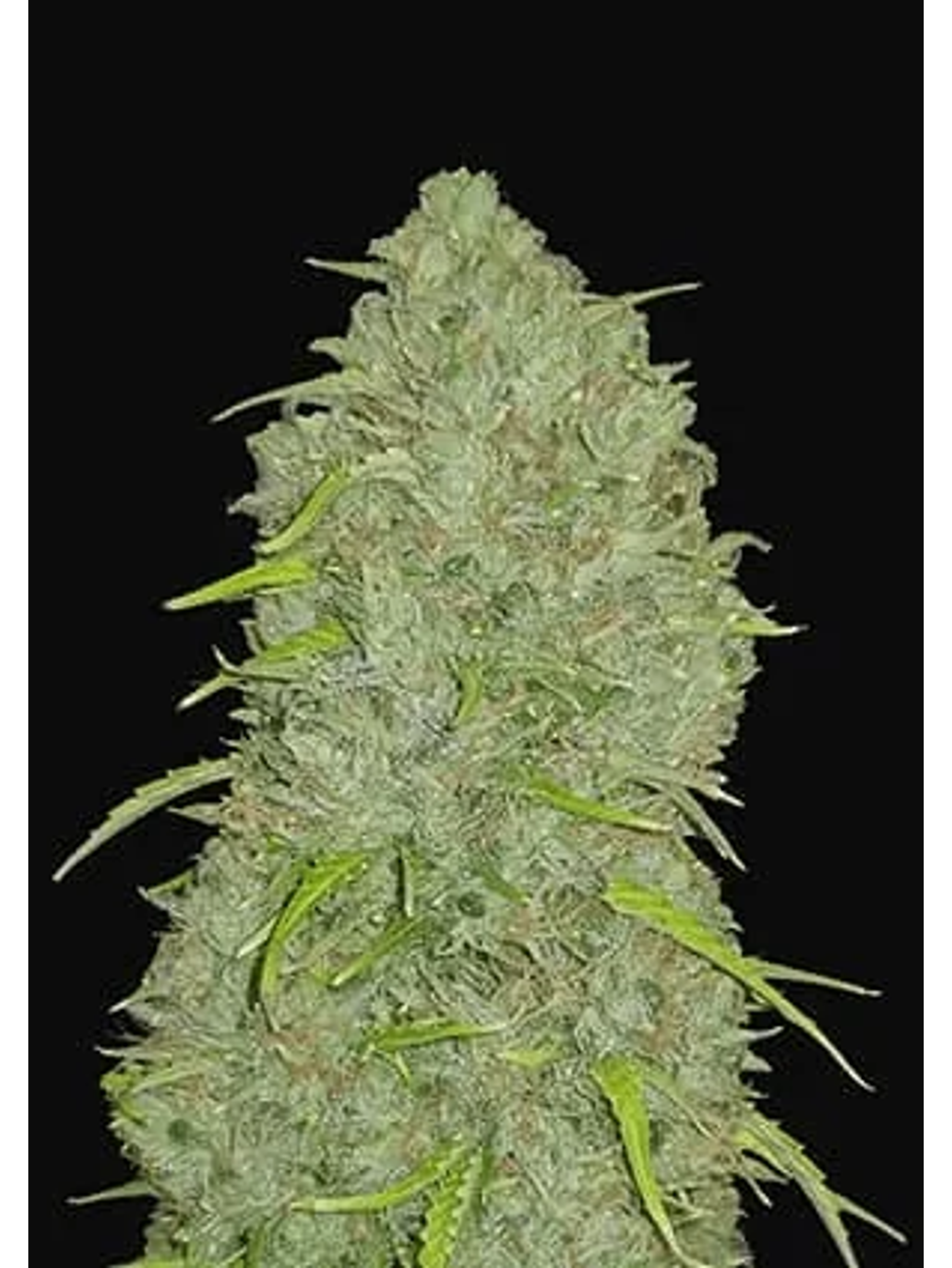 Original Jack Herer Auto -Fast Buds (X3/X1) 2