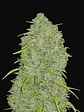 Original Jack Herer Auto X3-Fast Buds - Miniatura 2