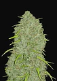 Original Jack Herer Auto -Fast Buds (X3/X1) - Miniatura 2