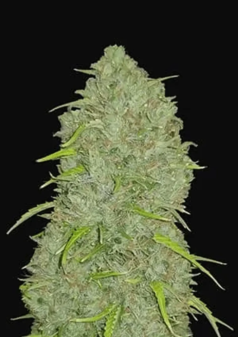 Original Jack Herer Auto -Fast Buds (X3/X1) 2