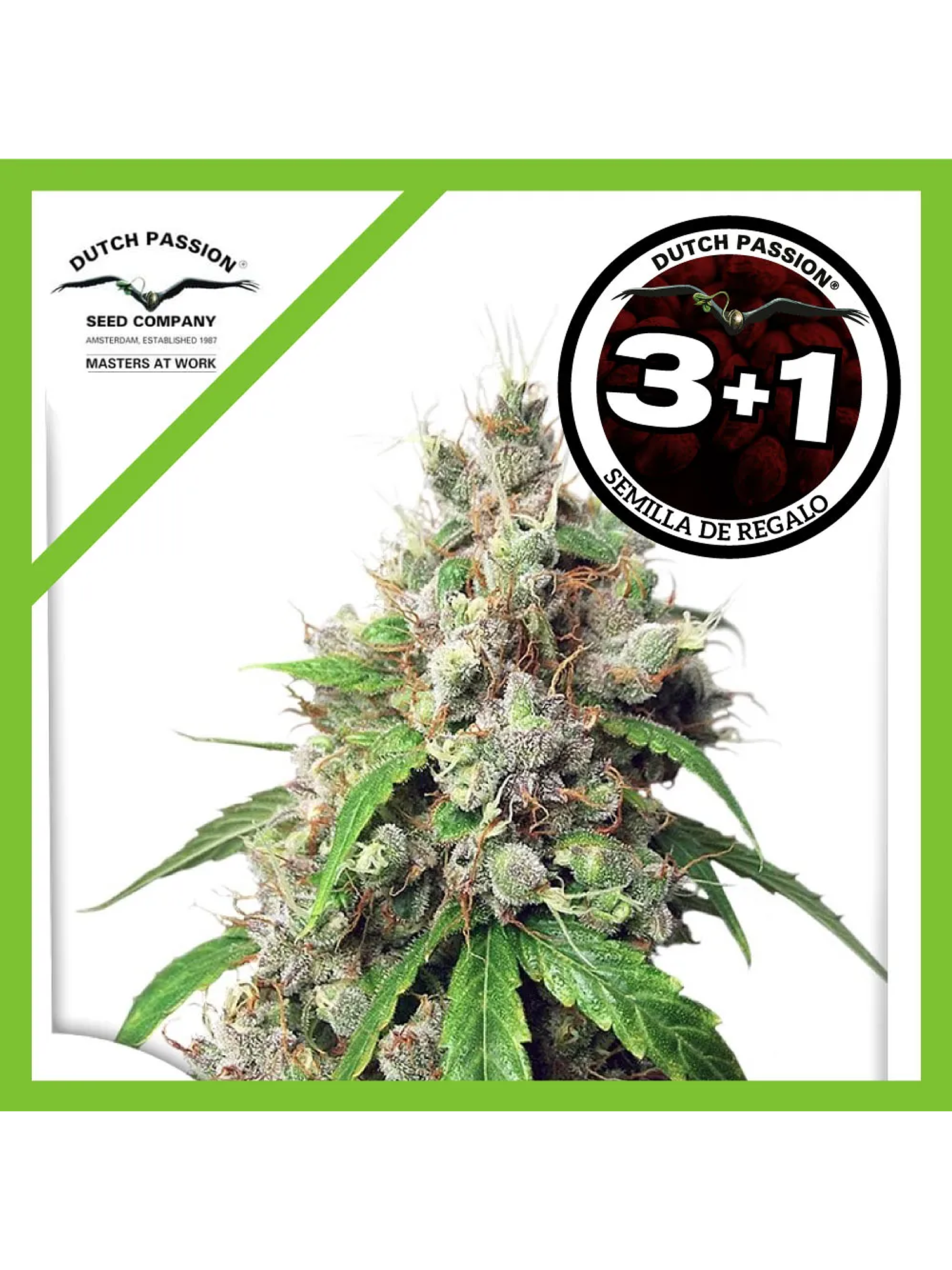 Euforia Fem -Dutch Passion (X3/X3+1) 2