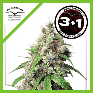 Euforia  Fem X3-Dutch Passion