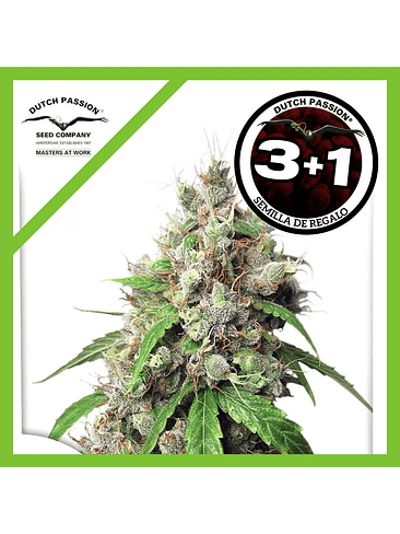 Euforia  Fem X3-Dutch Passion 2