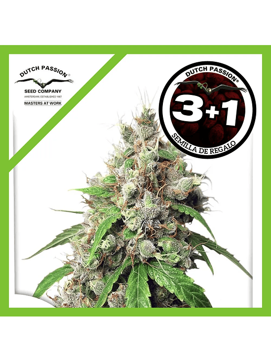 Euforia  Fem X3-Dutch Passion 2