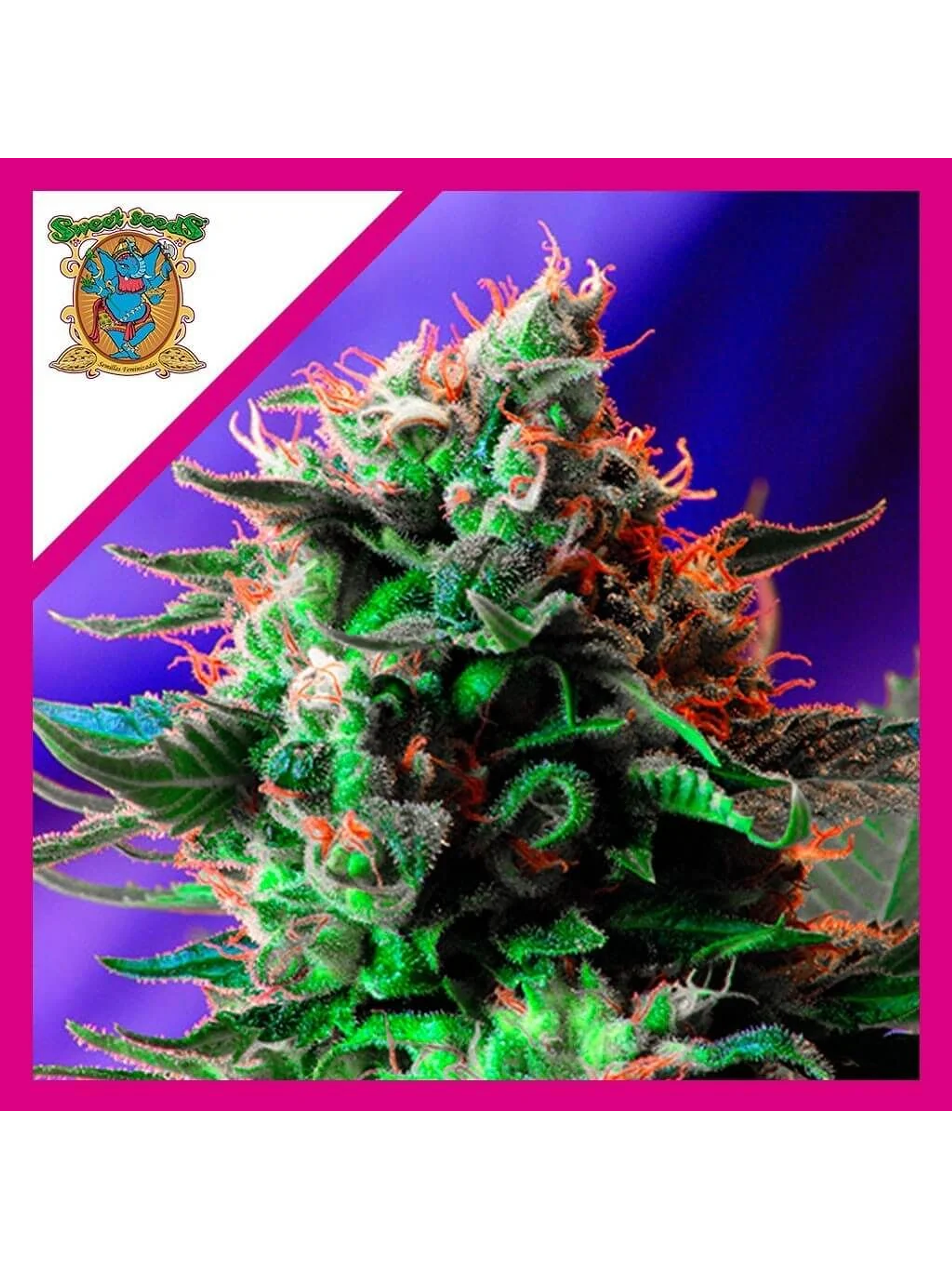 Jack 47 Fem -Sweet Seeds (X100/X25/X3+1) 3