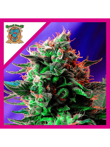 Jack 47 Fem X100-Sweet Seeds 3