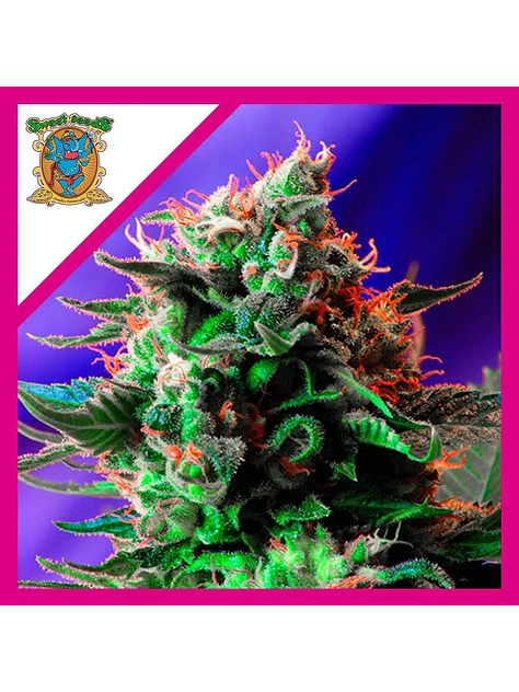 Jack 47 Fem -Sweet Seeds (X100/X25/X3+1) 3