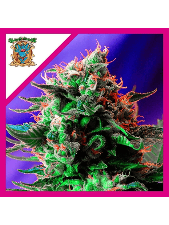 Jack 47 Fem X100-Sweet Seeds 3