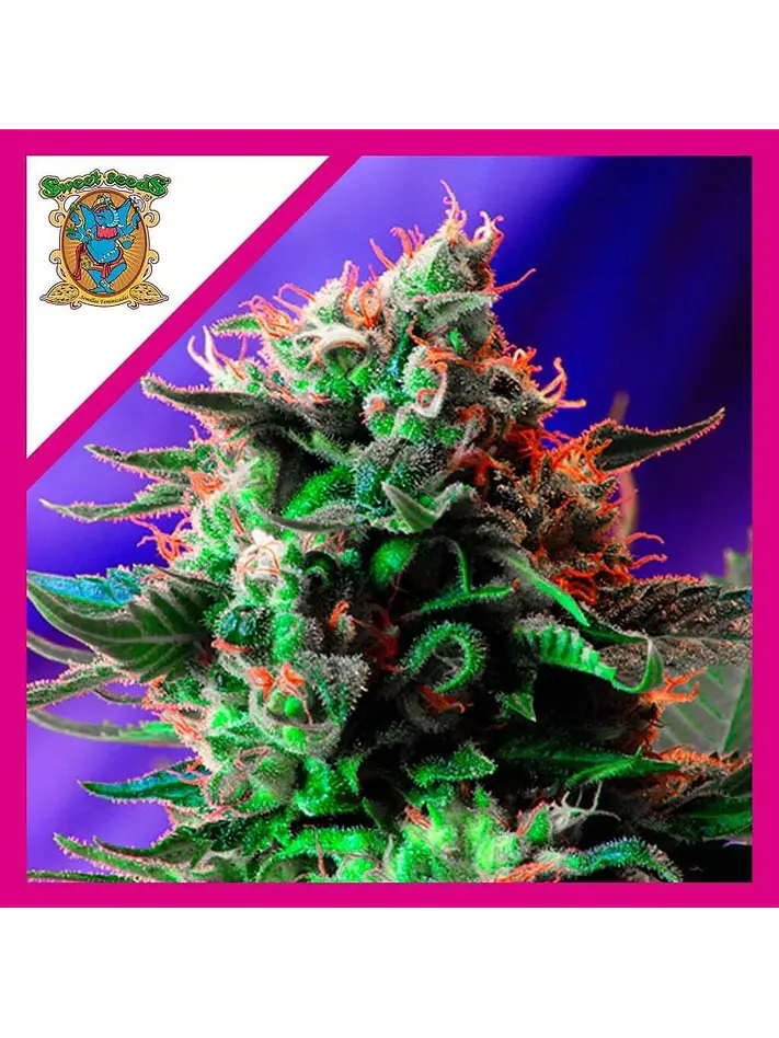 Jack 47 Fem -Sweet Seeds (X100/X25/X3+1) 3