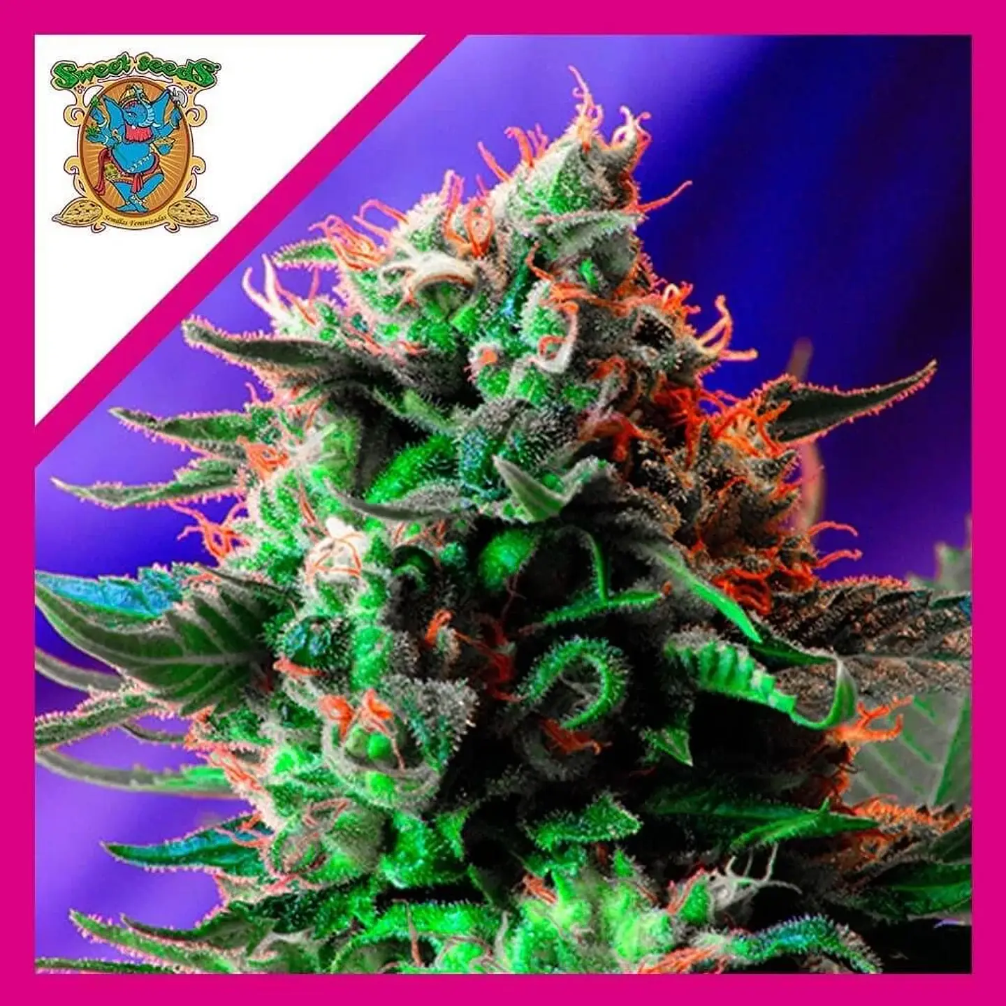 Jack 47 Fem -Sweet Seeds (X100/X25/X3+1) 3