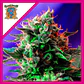 Jack 47 Fem -Sweet Seeds (X100/X25/X3+1) - Miniatura 3