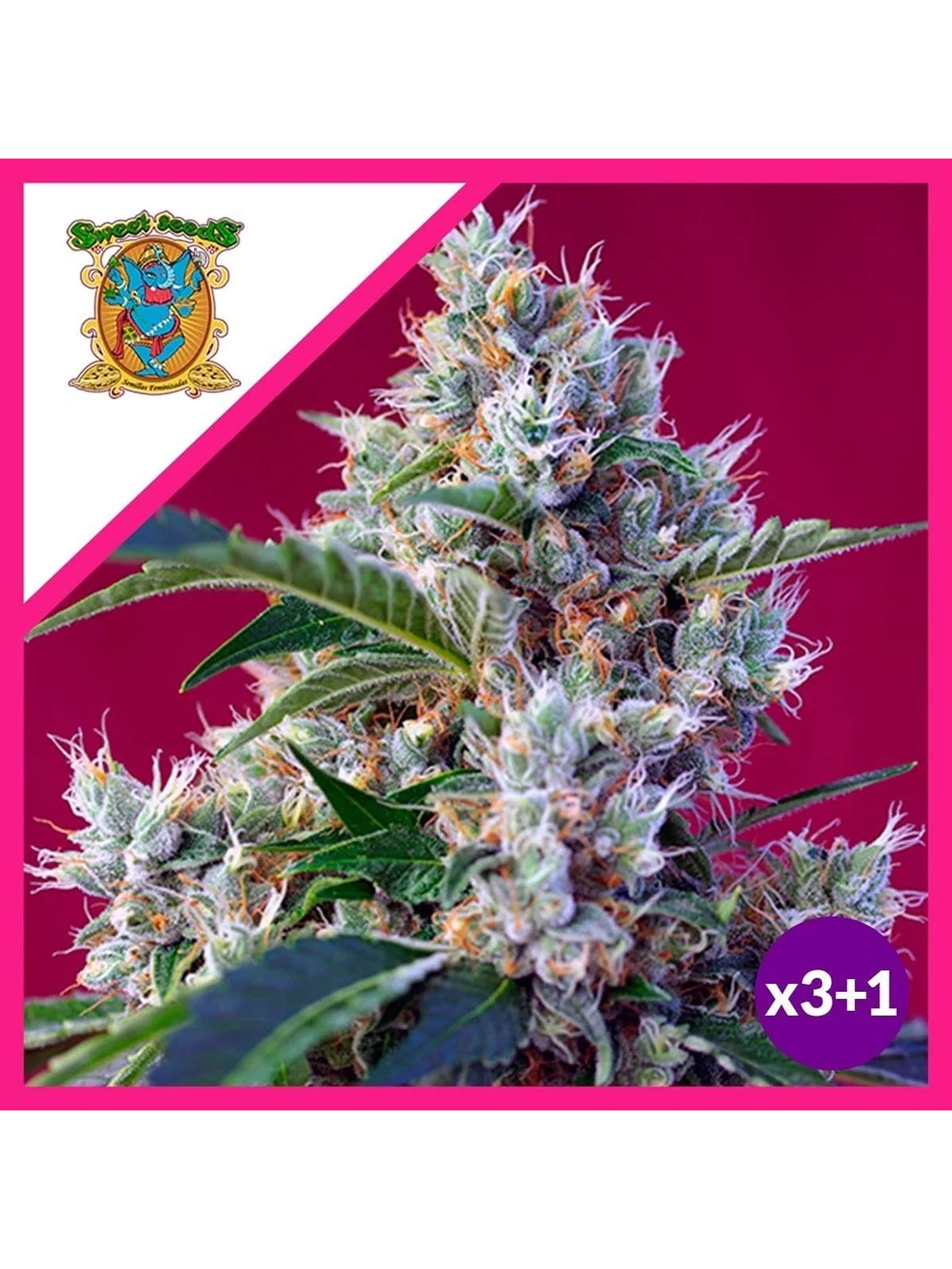 Indigo Berry Kush Fem -Sweet Seeds (X3+1) 2