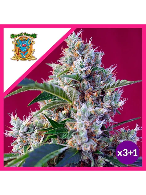 Indigo Berry Kush Fem -Sweet Seeds (X3+1) 2