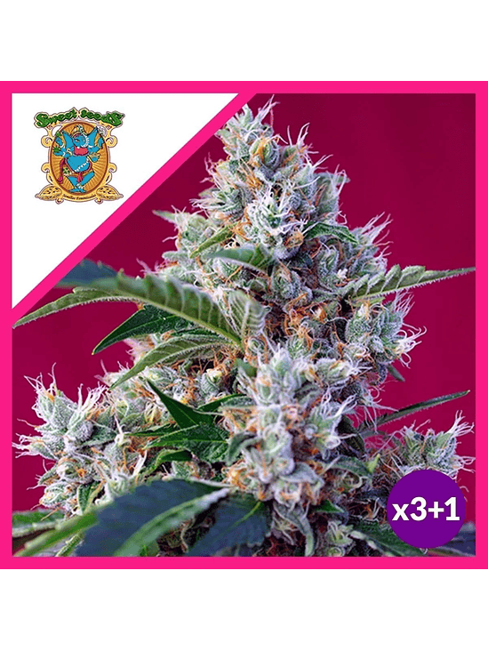 Indigo Berry Kush Femx3+1-Sweet Seeds 2