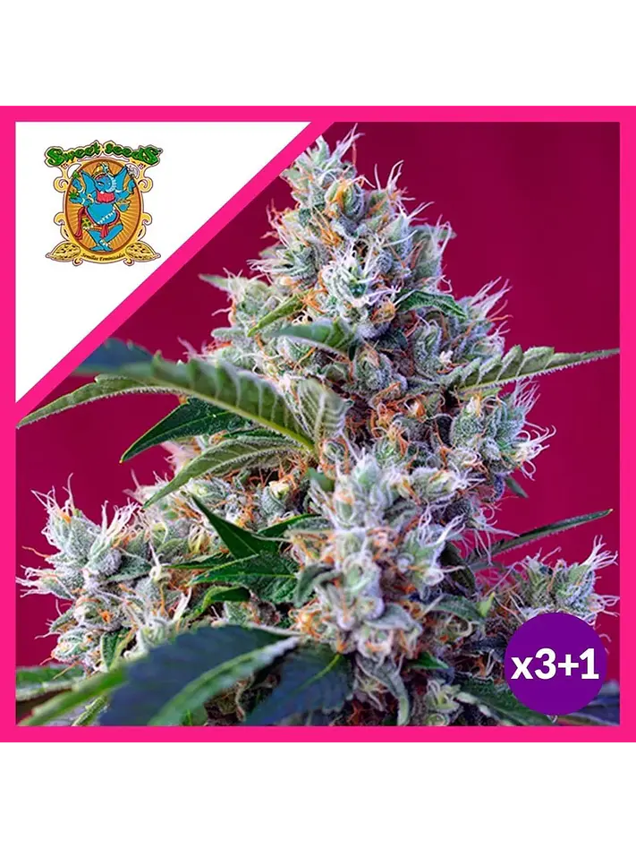 Indigo Berry Kush Fem -Sweet Seeds (X3+1) 2