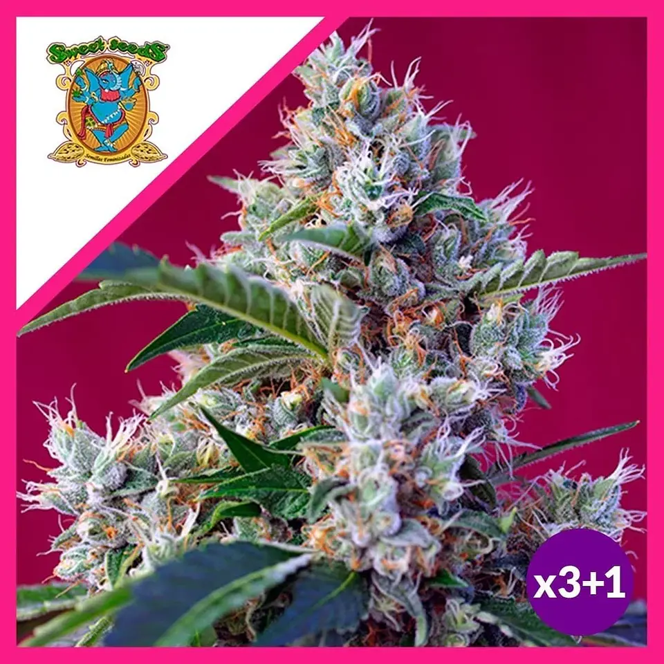 Indigo Berry Kush Fem -Sweet Seeds (X3+1) 2