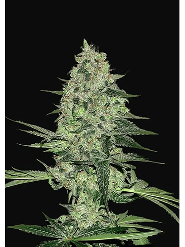 Rhino Ryder  Auto X3-Fast Buds 2