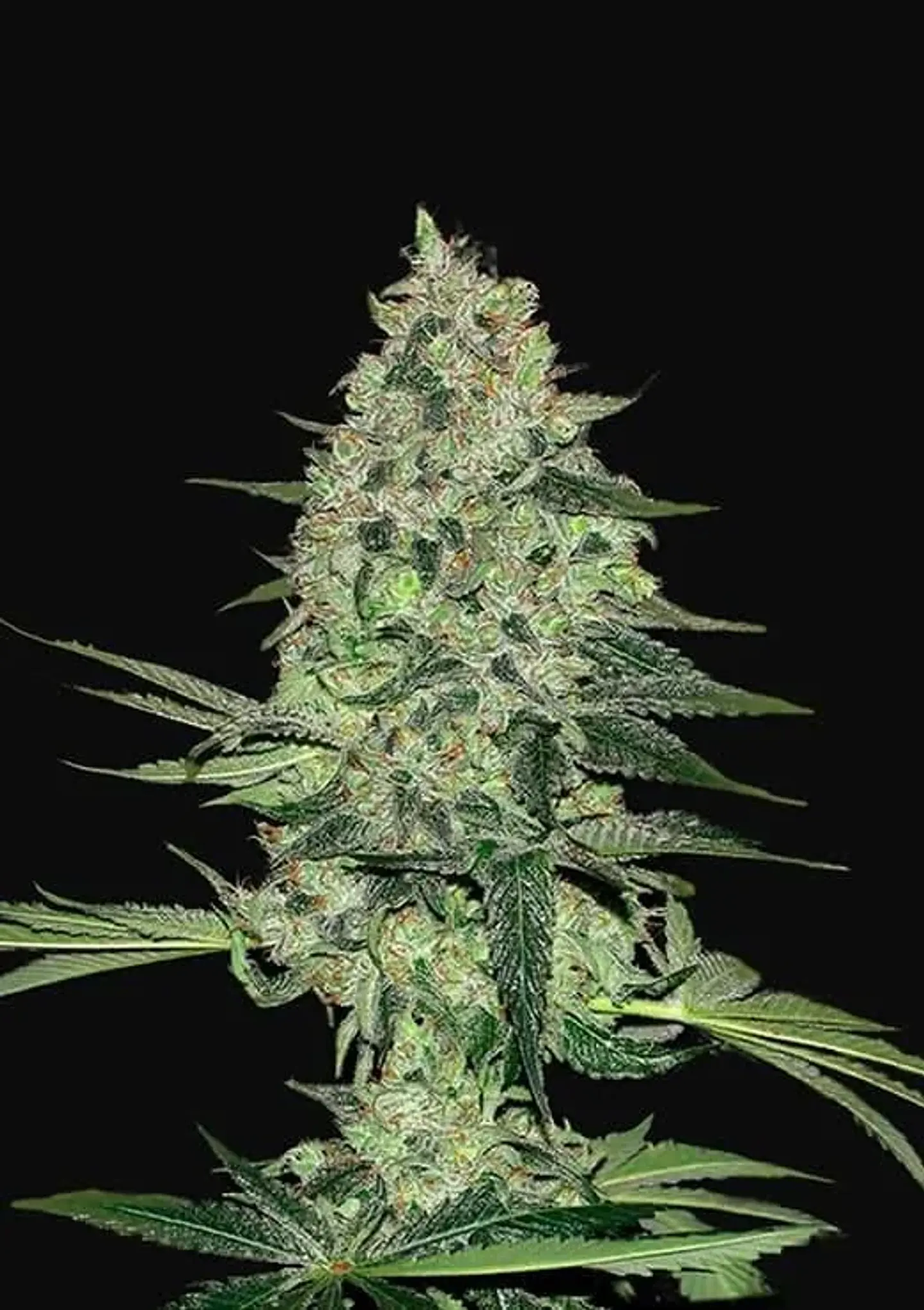 Rhino Ryder Auto -Fast Buds (X3/X1) 2