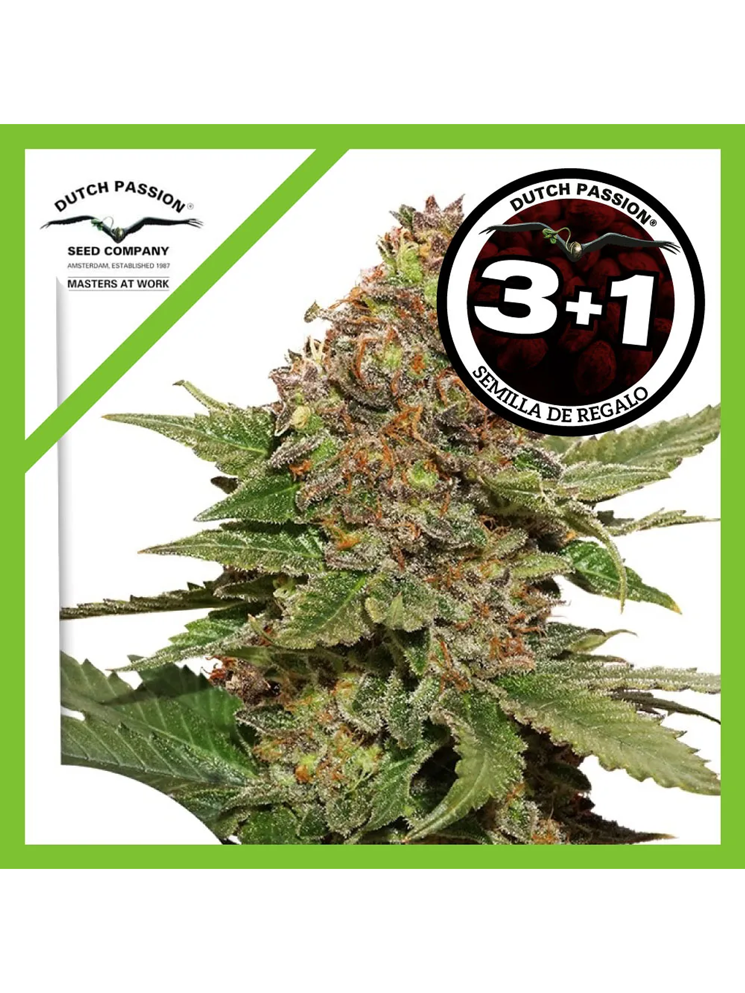 Strawberry Cough Fem -Dutch Passion (X3/X3+1) 2