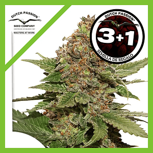 Strawberry Cough  Fem X3-Dutch Passion